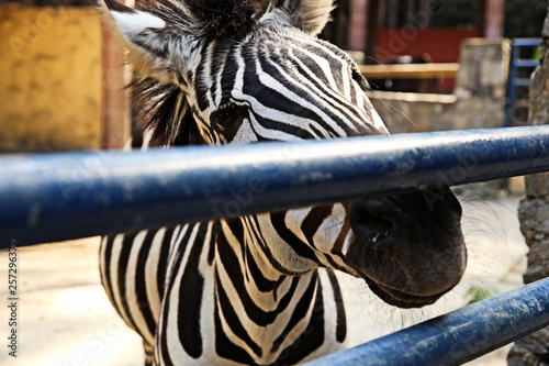 zebra