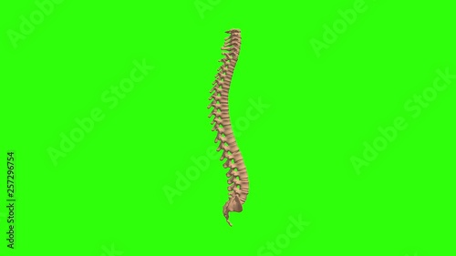 Human Spine on Green Screen, 4K Footage, 3D render