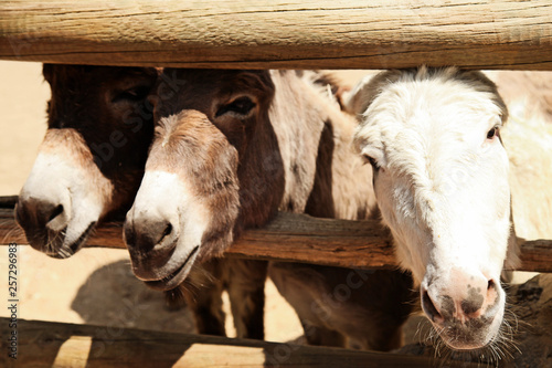  donkeys