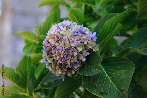 Hortensie Bl  te in Lila  pink  blau  mit gr  nen Bl  ttern im Hintergrund