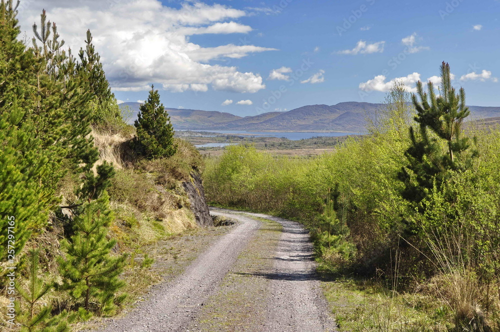 Fototapeta premium Countryside Road in Kerry, Ireland