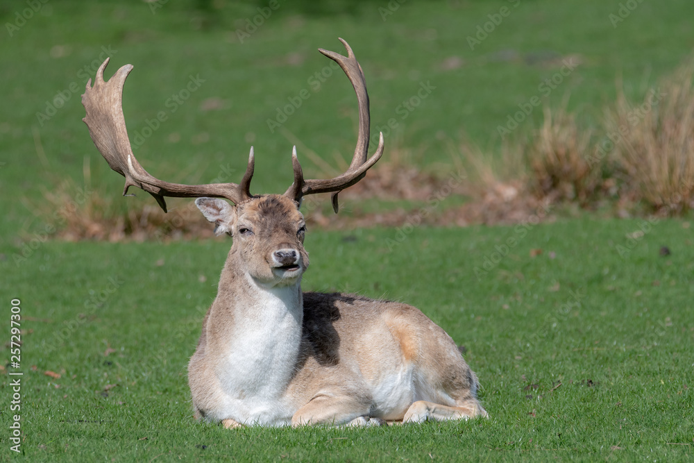 A male Fallow Deer relaxing in a field A male Fallow Deer relaxing in a field