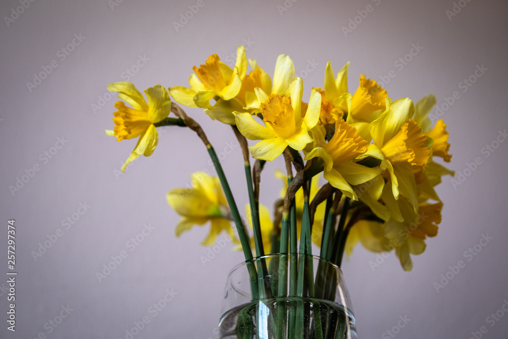 Yellow narcissus or daffodil in a drinking glass like a vase Yellow narcissus or daffodil in a drinking glass like a vase
