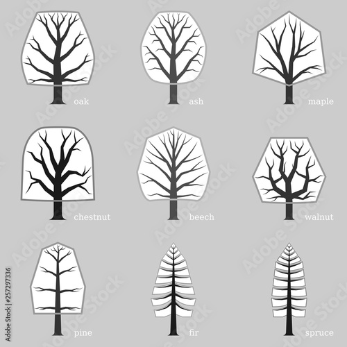 Schematic set of typical European trees