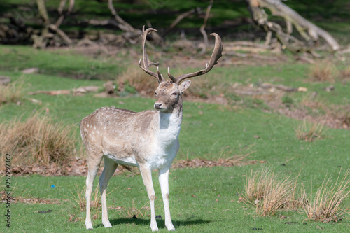 A male Fallow Deer relaxing in a field