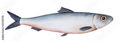 Konstfotografi Little sea fish watercolour illustration (atlantic herring, sardine, sprat)