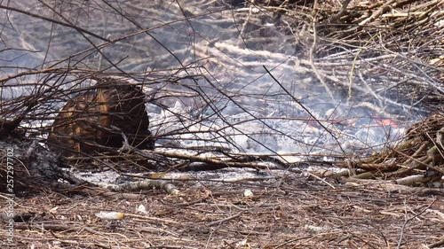 Bonfire from dry branches after pruning trees in the city park