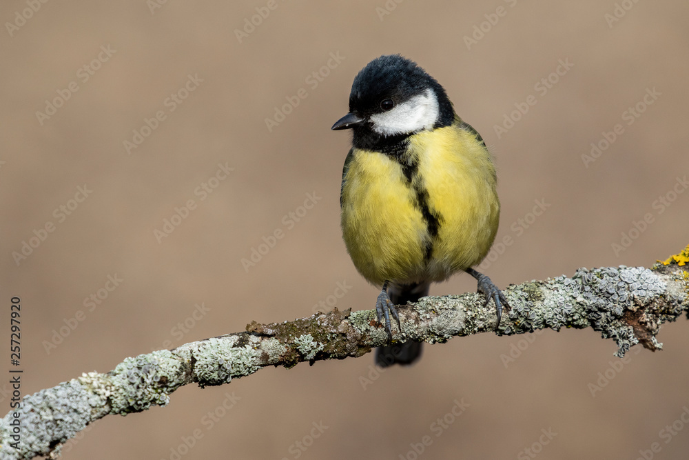 Obraz premium Great Tit (Parus major), resting on a branch in spring.