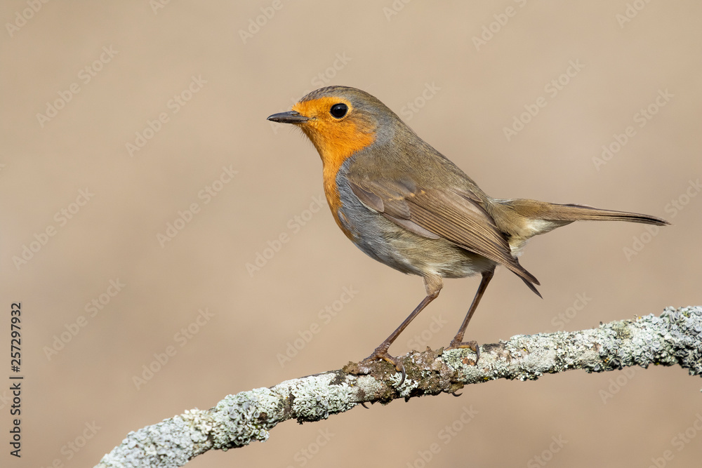 European Robin (Erithacus rubecula) perched on a branch on a soft golden background European Robin (Erithacus rubecula) perched on a branch on a soft golden background