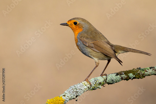 European Robin (Erithacus rubecula) perched on a branch on a soft golden background