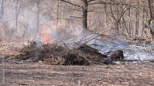 Bonfire from dry branches after pruning trees in the city park