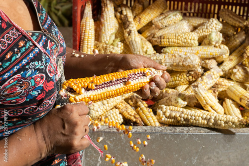 Colombian woman shelling corn in the market