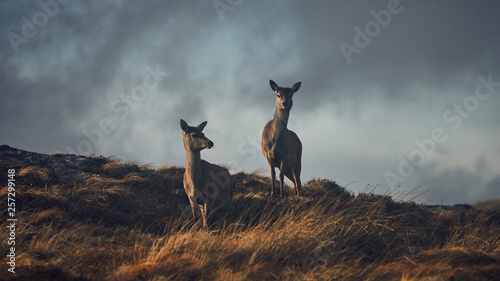 Two deer in grassy field at dusk