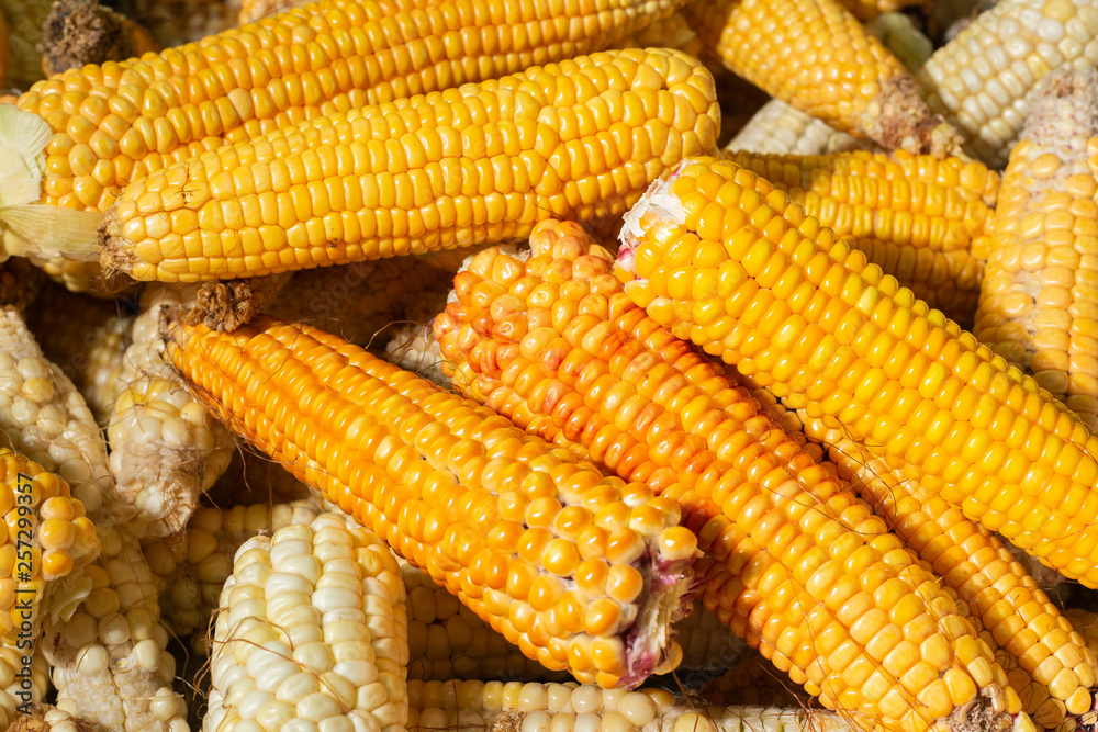 pile of corn cobs in the market pile of corn cobs in the market