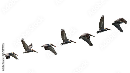 flight study of flock of flying pelicans isolated on white background