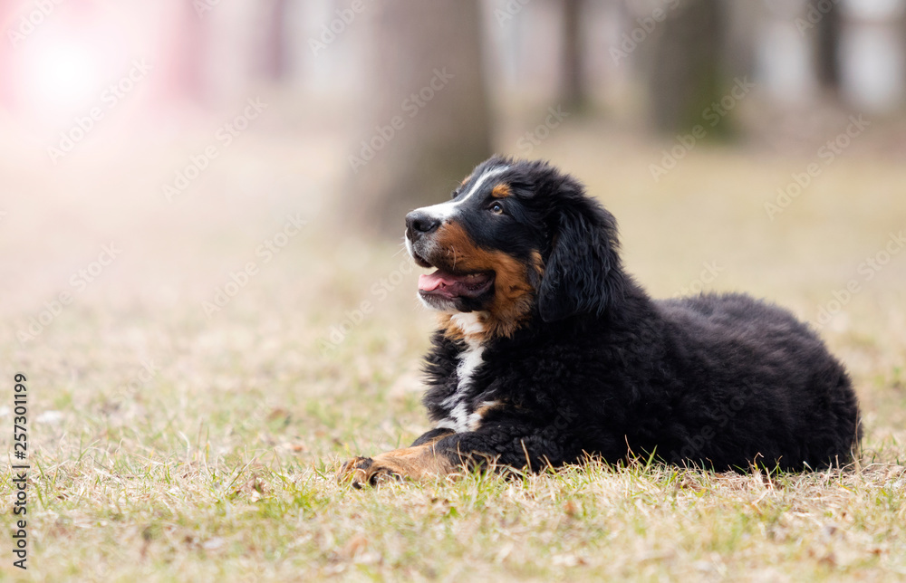 Bernese Mountain Dog puppy on the lawn