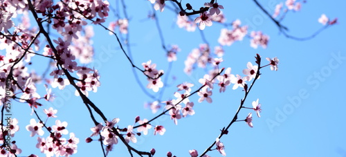 Banner und Hintergrund - Kirschblüten im Gegenlicht