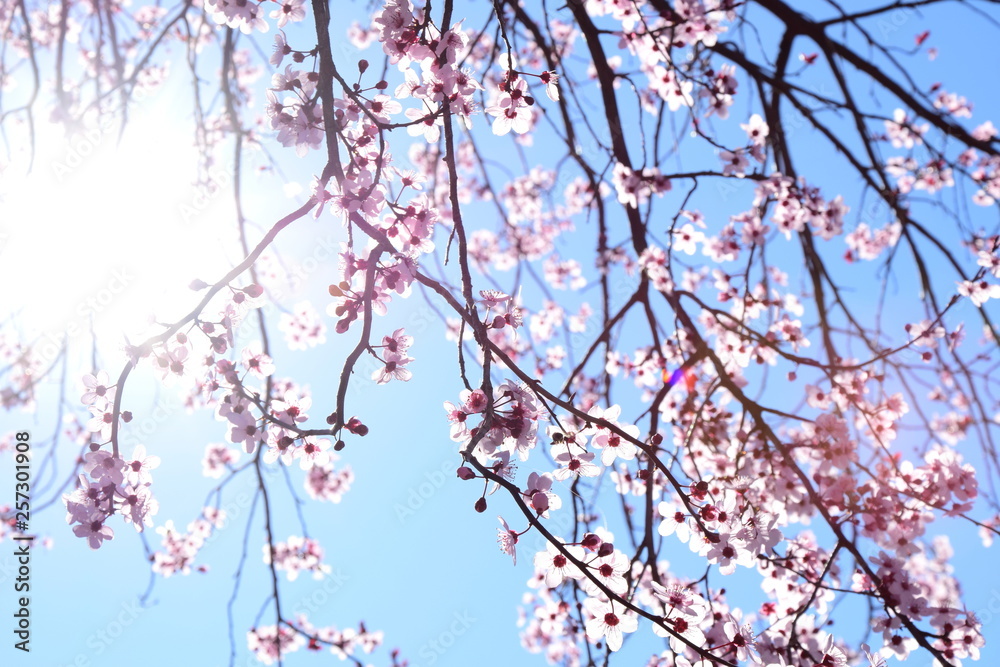 Zierkirschenblüten vor blauen Himmel