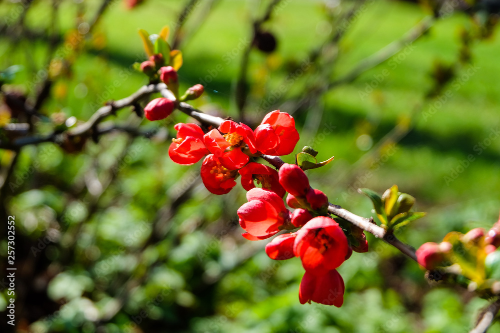 Fototapeta premium red flowers on a branch