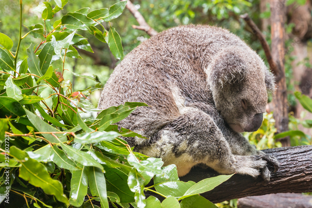 Obraz premium closeup of koala sleeping on Eucalyptus tree in rain