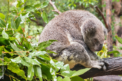 Fototapeta Naklejka Na Ścianę i Meble -  closeup of koala sleeping on Eucalyptus tree in rain