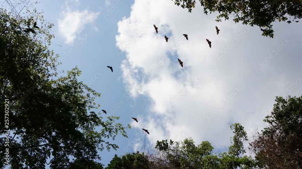 fruit bats on tree, flying fruit bat, sleeping flying fox fruit bats on tree, flying fruit bat, sleeping flying fox