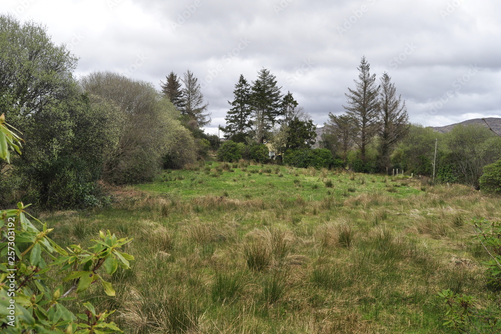 Fototapeta premium Countryside Landscape in Ireland