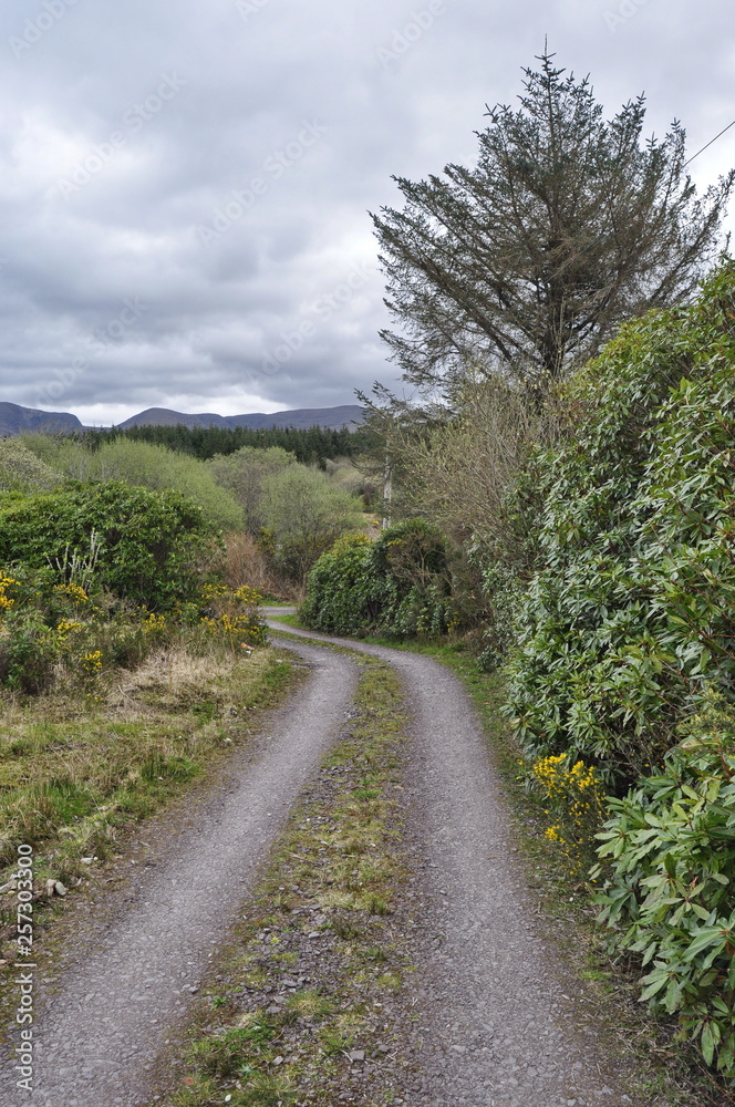 Countryside Road in Ireland