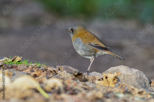 Black-billed Nightingale-thrush - Catharus gracilirostris small thrush endemic to the highlands of Costa Rica and western Panama © phototrip.cz
