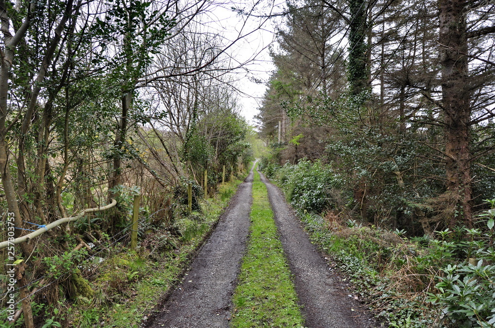 Countryside Road in Ireland Countryside Road in Ireland