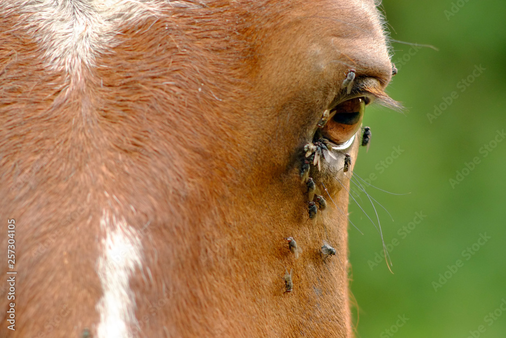 Naklejka premium Horse flies