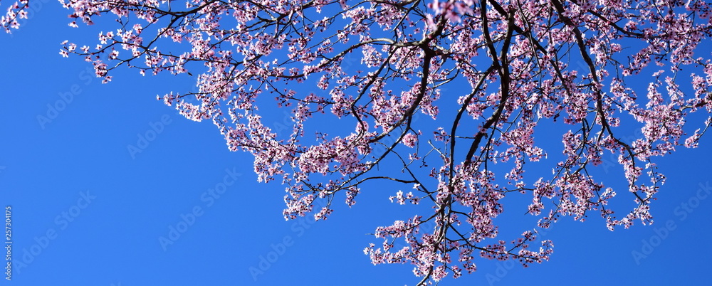 Japanische Kirschblüten vor blauen Hintergrund