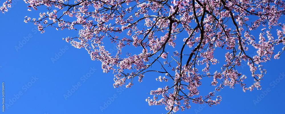 Japanische Kirschblüten vor blauen Hintergrund Japanische Kirschblüten vor blauen Hintergrund