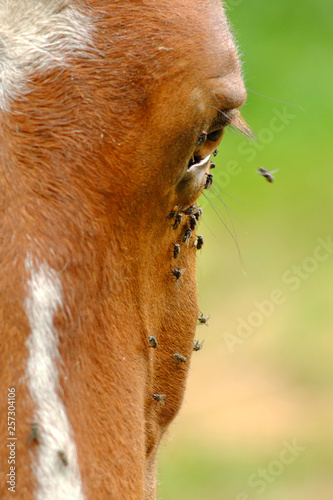 Horse flies