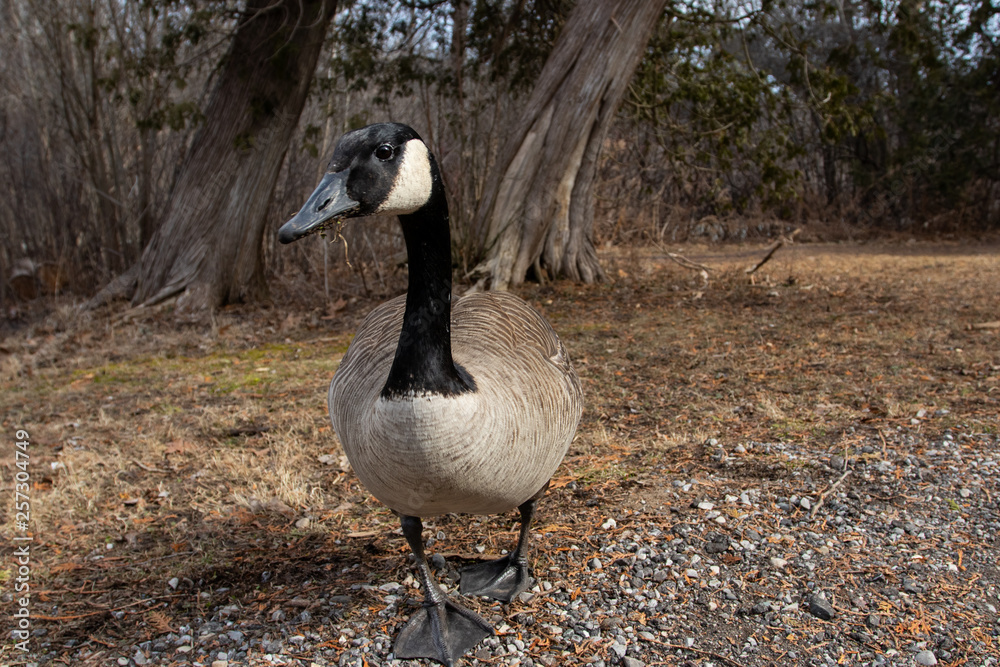 Fototapeta premium Canada goose, wide angle closeup