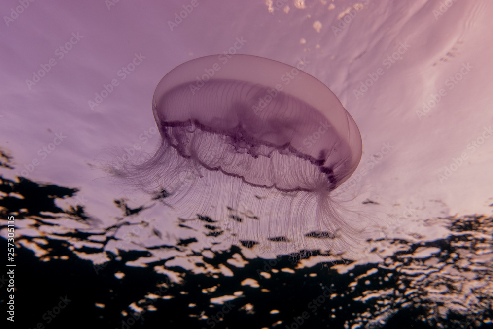 Fototapeta premium jelly fish in the Red Sea colorful and beautiful, Eilat Israel