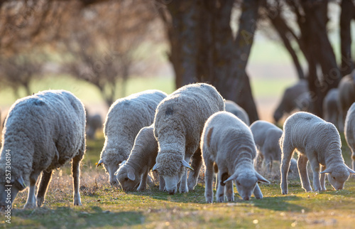 Flock of sheep and lamb grazing at sunset