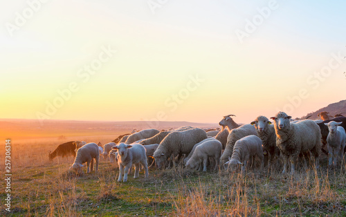 Flock of sheep at sunset in sprintime photo