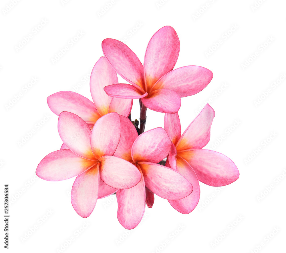 Frangipani flower isolated on white background