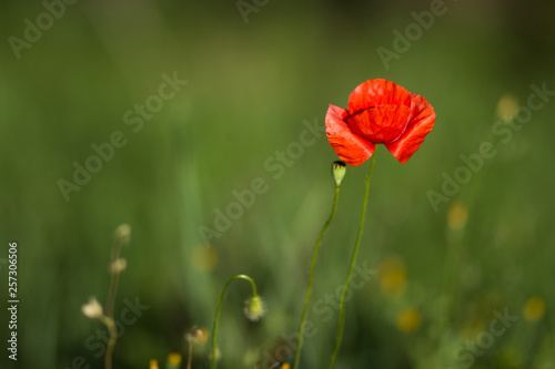 Amapola roja de primavera