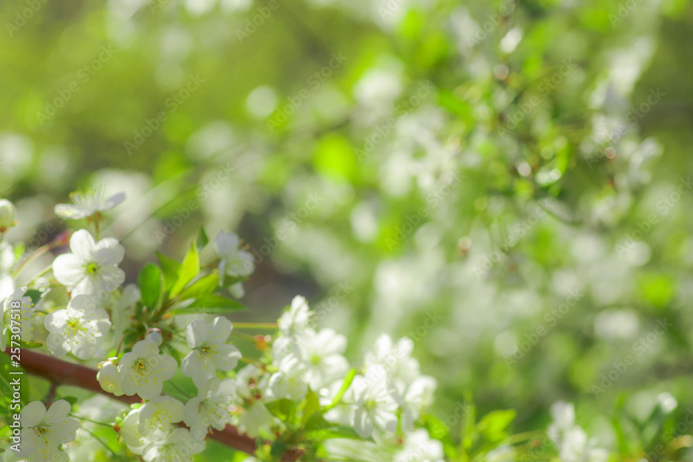 White with pink flowers of the cherry blossoms on a spring day in the park White with pink flowers of the cherry blossoms on a spring day in the park