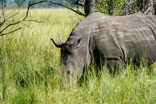 Baby rhino in African