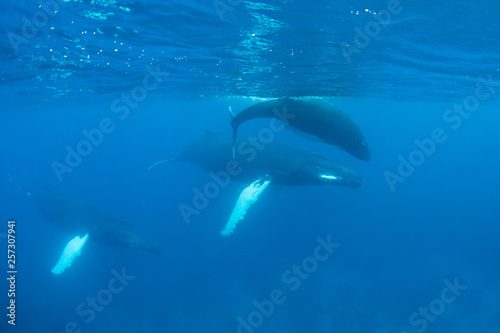 Mother, calf, and escort Humpback whales swim in the Caribbean Sea.