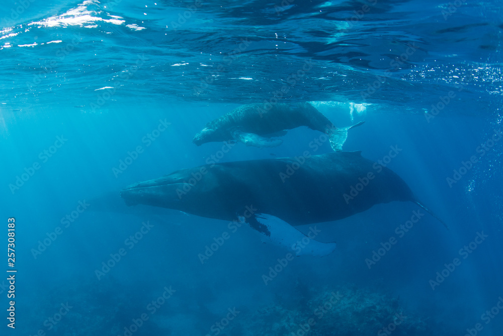 Mother and calf Humpback whales swim in the blue waters of the Caribbean Sea.