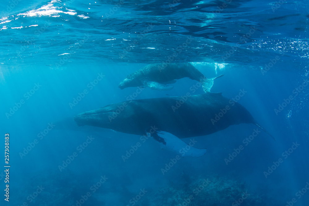 Obraz premium Mother and calf Humpback whales swim in the blue waters of the Caribbean Sea.