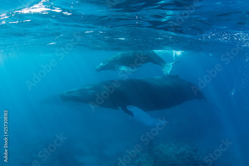 Mother and calf Humpback whales swim in the blue waters of the Caribbean Sea.