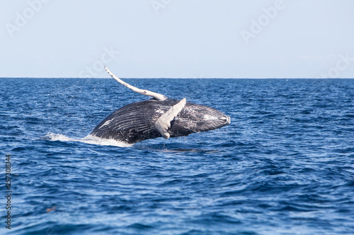 A young Humpback whale, Megaptera novaeangliae, breaches out of the blue waters of the Caribbean Sea.