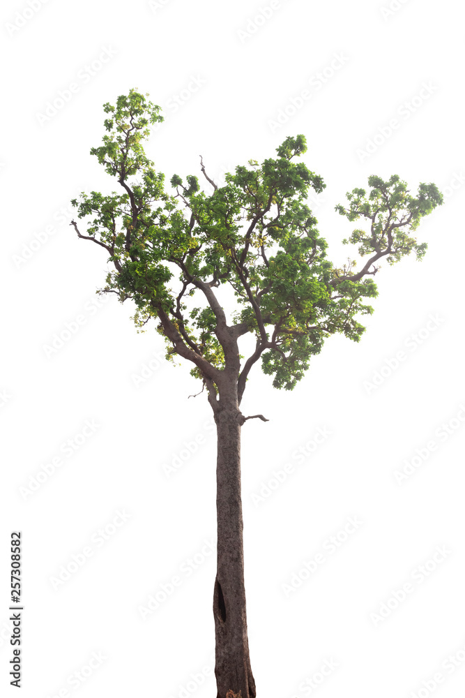 Isolated tree on white background