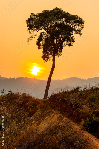 Tree silhouetted against a setting sun.