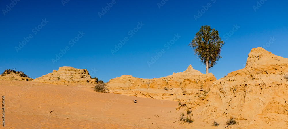 Australian desert sand hills with one tree with blue sky background at Mungo, New South Wales, Australia with copy space
